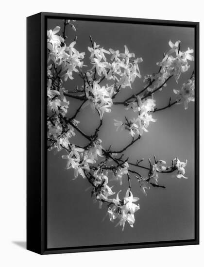 Plants, Forsythia-null-Framed Stretched Canvas