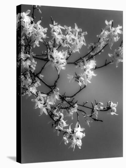 Plants, Forsythia-null-Stretched Canvas