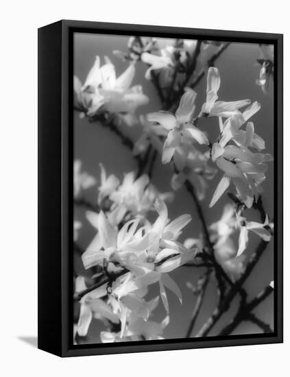 Plants, Forsythia-null-Framed Stretched Canvas