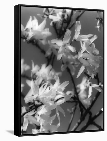 Plants, Forsythia-null-Framed Stretched Canvas