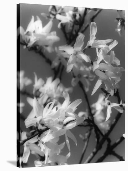 Plants, Forsythia-null-Stretched Canvas