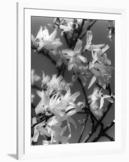 Plants, Forsythia-null-Framed Photographic Print