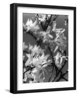 Plants, Forsythia-null-Framed Photographic Print