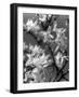 Plants, Forsythia-null-Framed Photographic Print