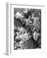 Plants, Forsythia-null-Framed Photographic Print