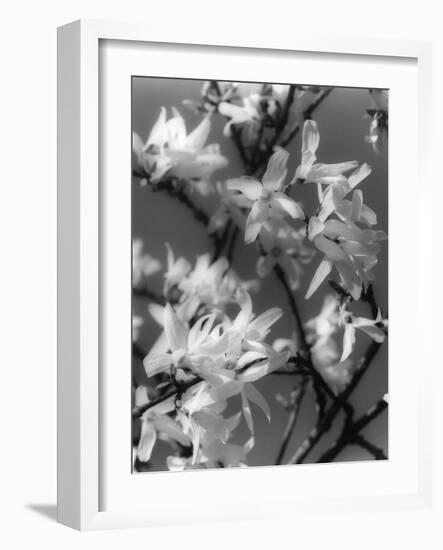 Plants, Forsythia-null-Framed Photographic Print