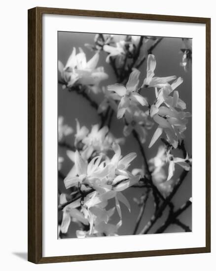 Plants, Forsythia-null-Framed Photographic Print