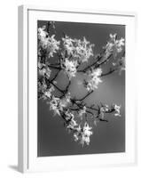 Plants, Forsythia-null-Framed Photographic Print
