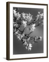 Plants, Forsythia-null-Framed Photographic Print