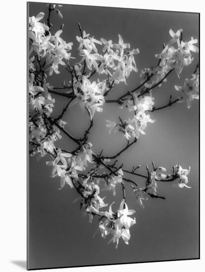Plants, Forsythia-null-Mounted Photographic Print