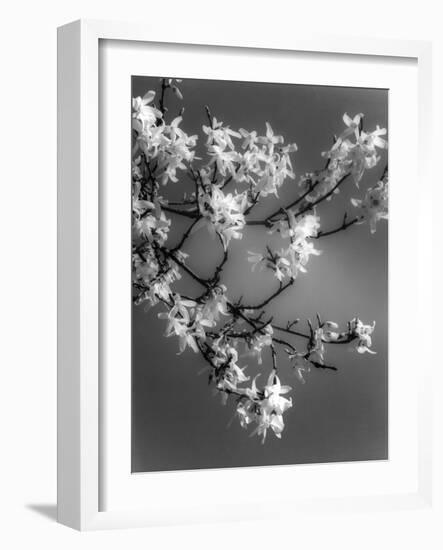 Plants, Forsythia-null-Framed Photographic Print