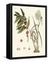 Plants from Hot Countries-null-Framed Stretched Canvas