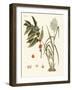 Plants from Hot Countries-null-Framed Giclee Print