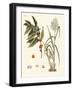 Plants from Hot Countries-null-Framed Giclee Print