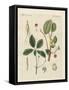 Plants from Hot Countries-null-Framed Stretched Canvas