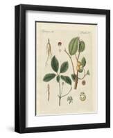 Plants from Hot Countries-null-Framed Giclee Print