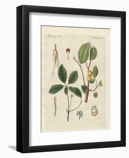 Plants from Hot Countries-null-Framed Giclee Print