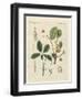 Plants from Hot Countries-null-Framed Giclee Print