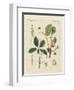 Plants from Hot Countries-null-Framed Giclee Print