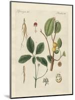 Plants from Hot Countries-null-Mounted Giclee Print