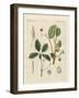 Plants from Hot Countries-null-Framed Giclee Print