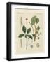 Plants from Hot Countries-null-Framed Giclee Print