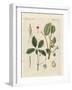 Plants from Hot Countries-null-Framed Giclee Print