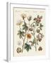 Plants from Hot Countries-null-Framed Giclee Print