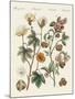 Plants from Hot Countries-null-Mounted Giclee Print