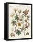 Plants from Hot Countries-null-Framed Stretched Canvas