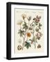 Plants from Hot Countries-null-Framed Giclee Print