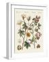 Plants from Hot Countries-null-Framed Giclee Print