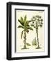 Plants from Hot Countries-null-Framed Giclee Print