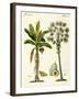 Plants from Hot Countries-null-Framed Giclee Print