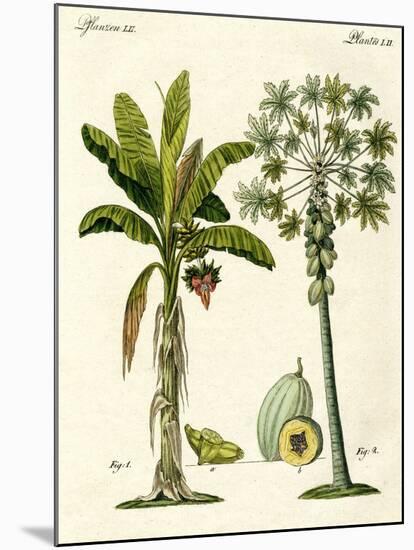 Plants from Hot Countries-null-Mounted Giclee Print