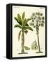 Plants from Hot Countries-null-Framed Stretched Canvas