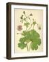 Plants, Geranium Molle-Mabel E Step-Framed Art Print