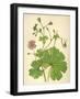 Plants, Geranium Molle-Mabel E Step-Framed Art Print