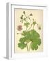 Plants, Geranium Molle-Mabel E Step-Framed Art Print