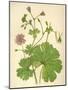 Plants, Geranium Molle-Mabel E Step-Mounted Art Print