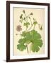 Plants, Geranium Molle-Mabel E Step-Framed Art Print