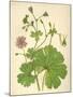 Plants, Geranium Molle-Mabel E Step-Mounted Art Print