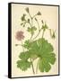 Plants, Geranium Molle-Mabel E Step-Framed Stretched Canvas