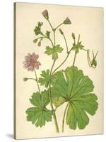 Plants, Geranium Molle-Mabel E Step-Stretched Canvas