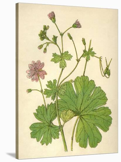 Plants, Geranium Molle-Mabel E Step-Stretched Canvas