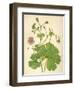 Plants, Geranium Molle-Mabel E Step-Framed Art Print