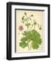 Plants, Geranium Molle-Mabel E Step-Framed Art Print