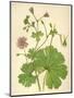 Plants, Geranium Molle-Mabel E Step-Mounted Art Print