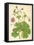 Plants, Geranium Molle-Mabel E Step-Framed Stretched Canvas