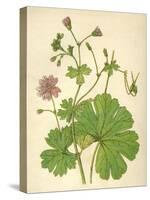 Plants, Geranium Molle-Mabel E Step-Stretched Canvas